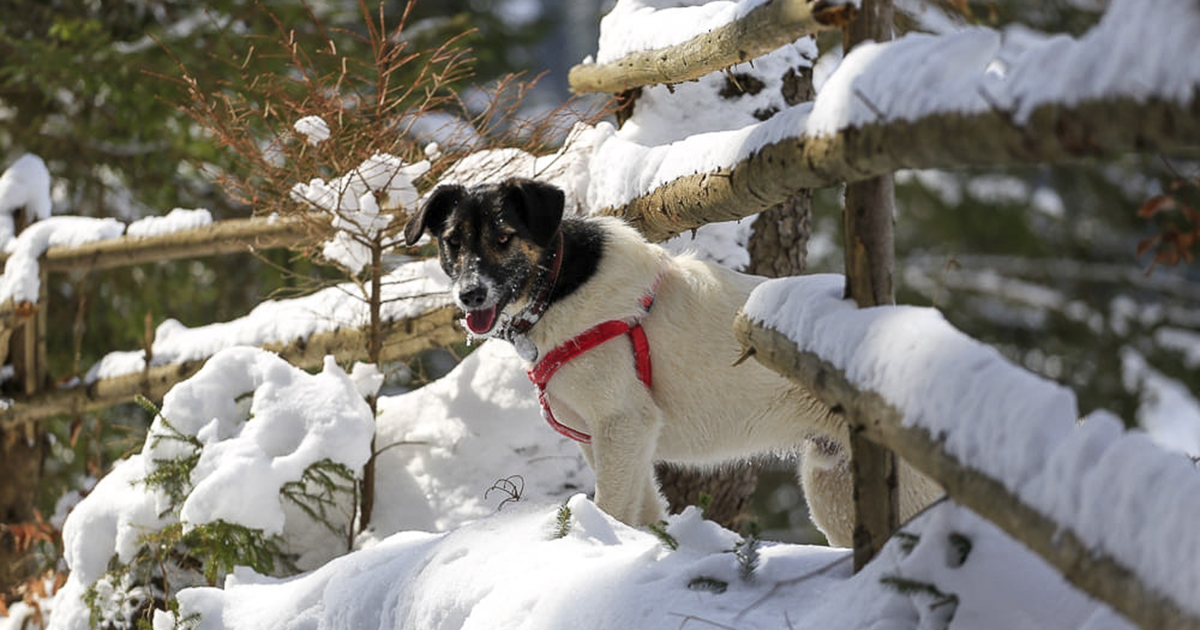 A hazatérés öröme